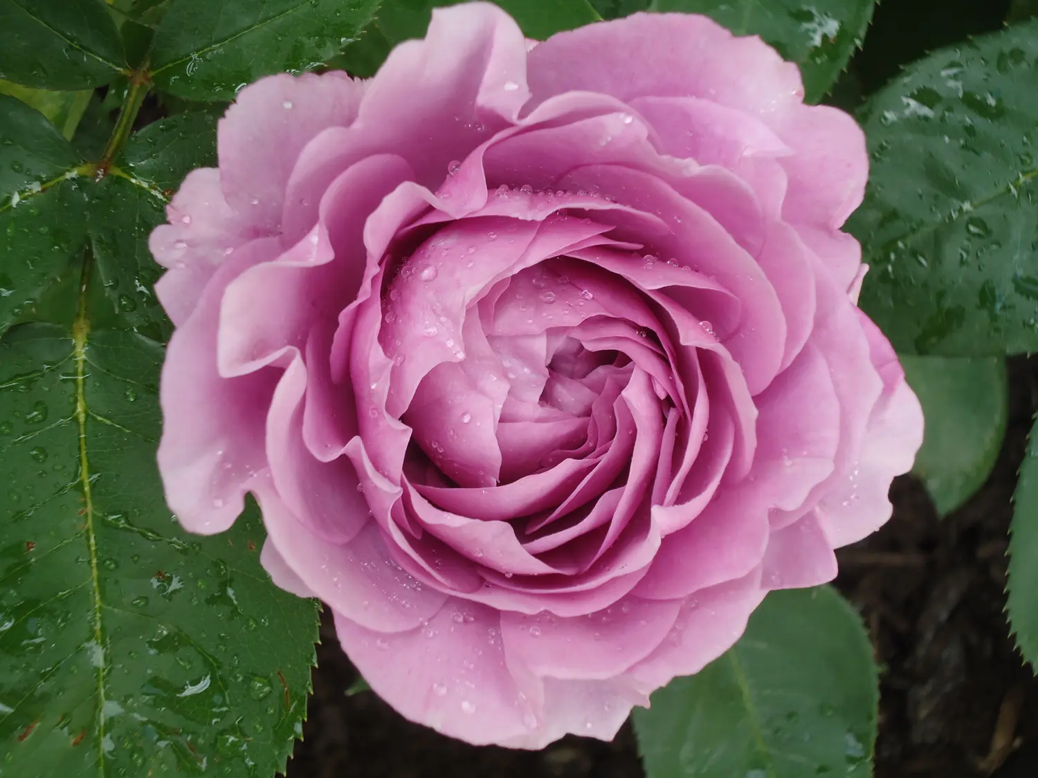 Hotel Sonnenhof, rosa Rosenblüte