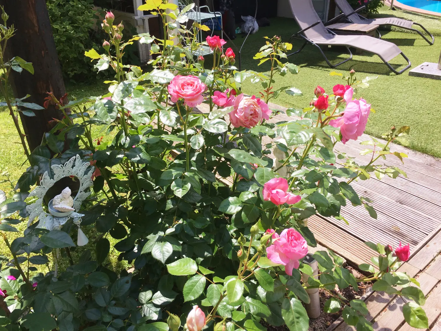 Hotel Sonnenhof, Rosenblüten im Garten