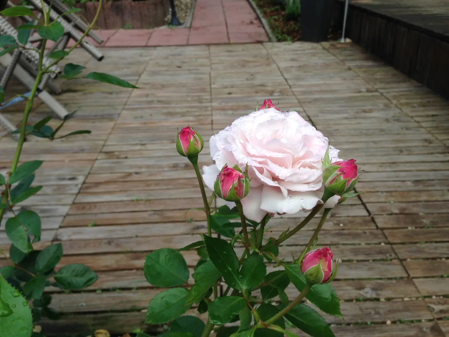 Hotel Sonnenhof, rosa Rose
