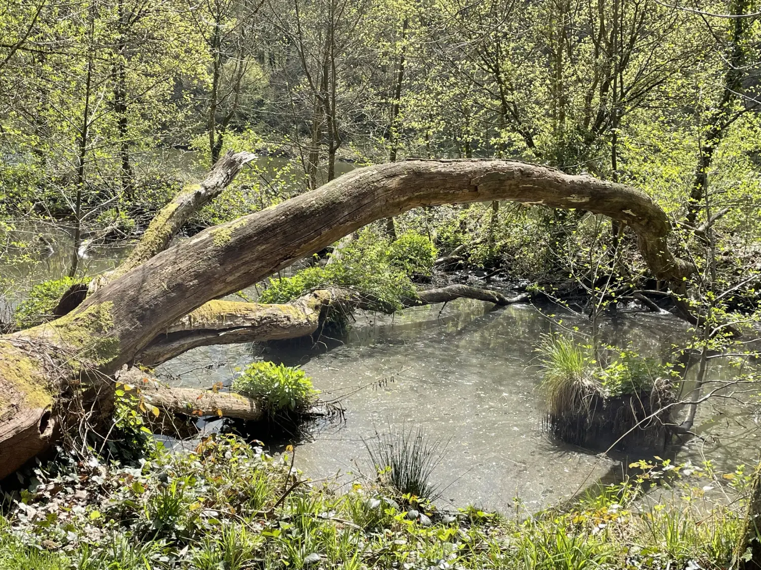 Hotel Sonnenhof, Wald und Pfund